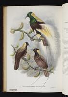 Monograph of the Paradiseidae, 1:171