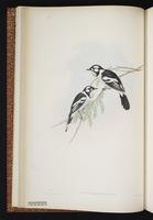 White-eared Monarch plate 12