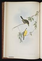 Yellow-breasted Boatbill plate 11