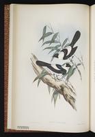 Pied Monarch plate 10