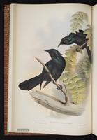 Trumpet Manucode plate 9