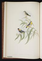 Spotted Pardalote plate 8