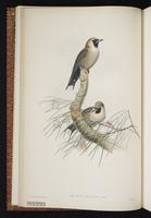 Black-faced Woodswallow plate 7