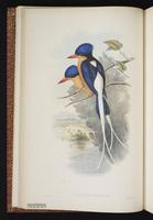 Buff-breasted Paradise Kingfisher plate 6
