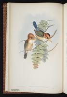 Yellow-billed Kingfisher plate 5