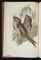 Marbled Frogmouth plate 4