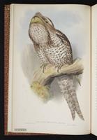 Papuan Frogmouth plate 3