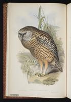 Laughing Owl plate 2