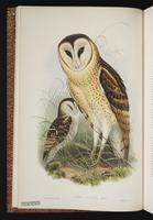 Grass Owl plate 1