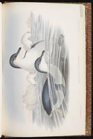 Fairy Penguin, Little Penguin plate 85