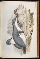 Fairy Penguin, Little Penguin plate 84