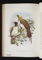 Monograph of the Paradiseidae, 1:163