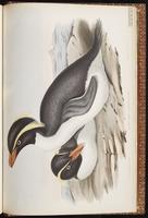 Rockhopper Penguin, Southern Rockhopper Penguin plate 83