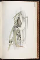 Hoary-headed Grebe plate 82