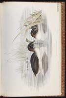 Australasian Grebe plate 81