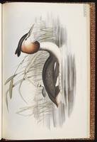 Great Crested Grebe plate 80