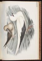 Red-footed Booby, Bobo pata roja, Fou à pieds rouges plate 79