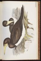 Brown Booby, Bobo café, Fou brun plate 78