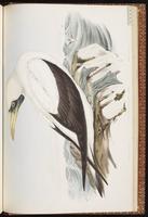 Masked Booby, Bobo enmascarado, Fou masqué plate 77