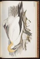 Australasian Gannet plate 76