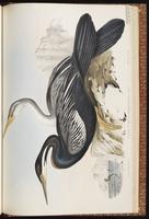 Darter, Oriental Darter plate 75