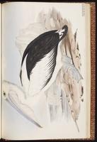 Australian Pelican plate 74