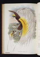 Monograph of the Paradiseidae, 1:159