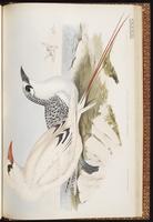 Red-tailed Tropicbird plate 73