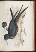 Lesser Frigatebird, Frégate ariel plate 72