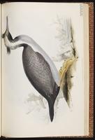 Spotted Shag plate 71