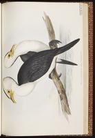Little Pied Cormorant plate 70