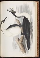 Black-faced Cormorant plate 69
