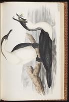 Black-faced Cormorant plate 69