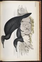 Little Black Cormorant plate 67