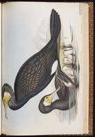Grand Cormoran, Great Cormorant plate 66