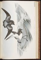Grey-backed Storm Petrel plate 64