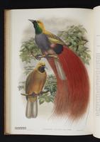 Monograph of the Paradiseidae, 1:155