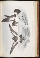 White-bellied Storm Petrel plate 63