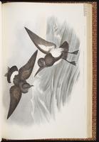 Black-bellied Storm Petrel, Black-bellied Storm-Petrel, Océanite à ventre noir plate 62