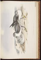 White-faced Storm Petrel, Océanite frégate plate 61