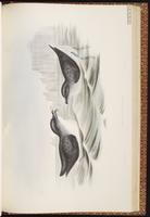 Common Diving Petrel plate 60