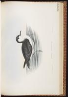 Little Shearwater, Petit Puffin plate 59