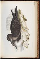 Wedge-tailed Shearwater, Pardela cola cuña, Puffin fouquet plate 58