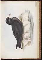 Flesh-footed Shearwater, Pardela pata pálida, Puffin à pieds pâles plate 57
