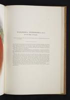 Monograph of the Paradiseidae, 1:152