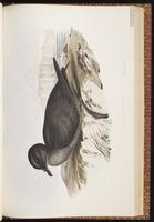 Short-tailed Shearwater, Pardela cola corta, Puffin à bec grêle plate 56