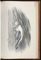 Broad-billed Prion plate 55