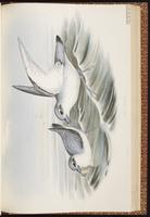 Fairy Prion plate 54