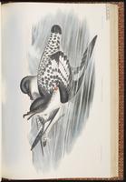 Cape Petrel plate 53