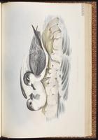 Blue Petrel plate 52